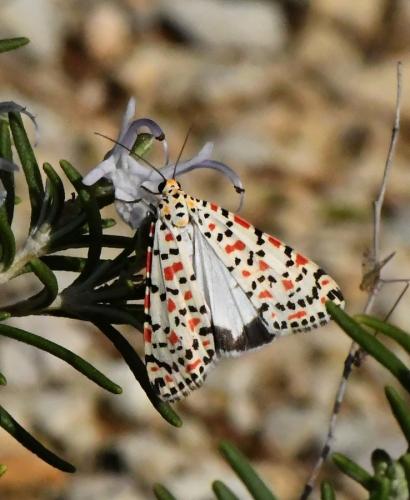 Réf. 218 253 : Utetheisa pulchella